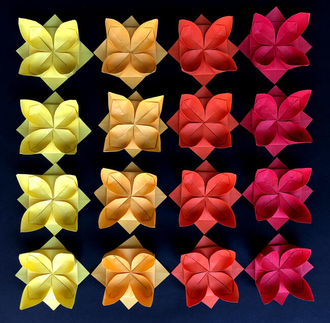 Lotus Lotus