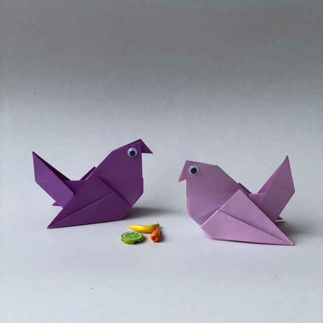 Pigeon Pigeon